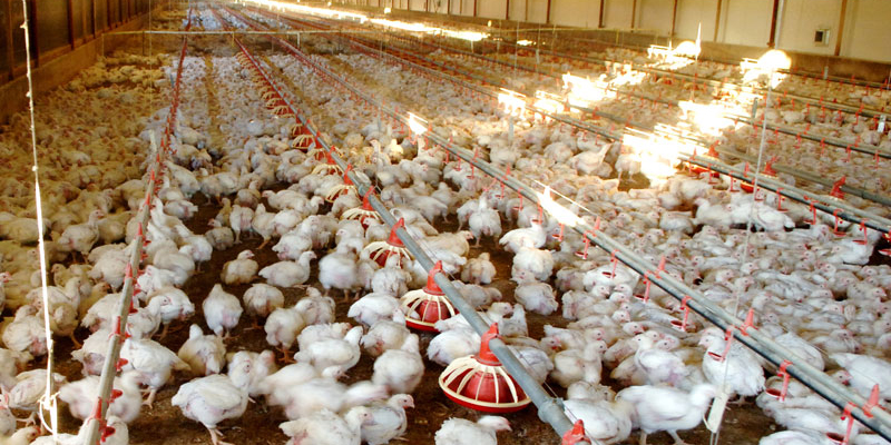 Broiler Farms